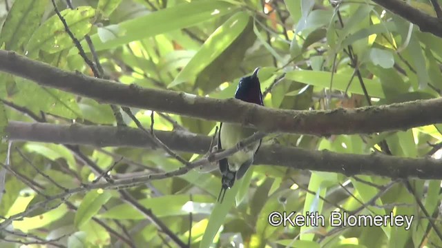 Fork-tailed Sunbird (Fork-tailed) - ML201007111