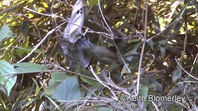Gray-throated Babbler - ML201007131