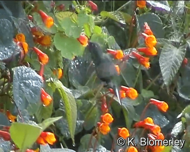 kolibřík aksamitový - ML201007611