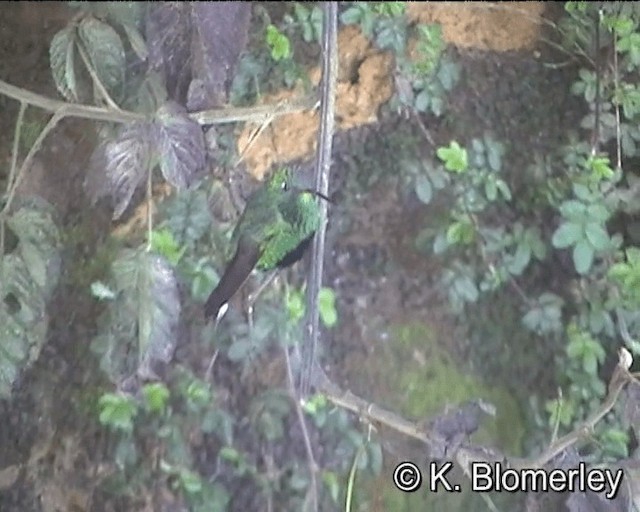 kolibřík aksamitový - ML201007621