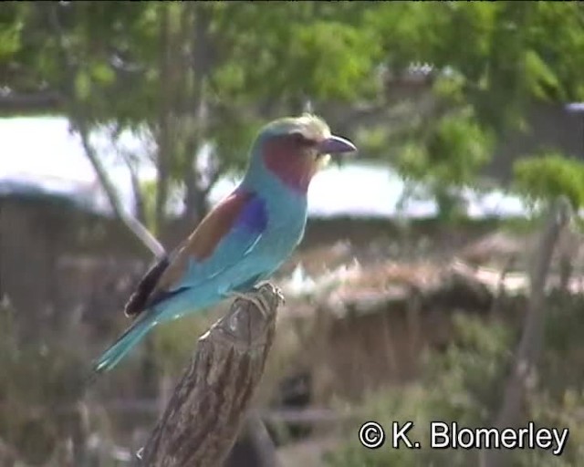Lilac-breasted Roller (Blue-breasted) - ML201007991