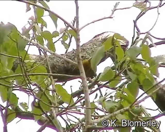 Abyssinian Woodpecker - ML201008051