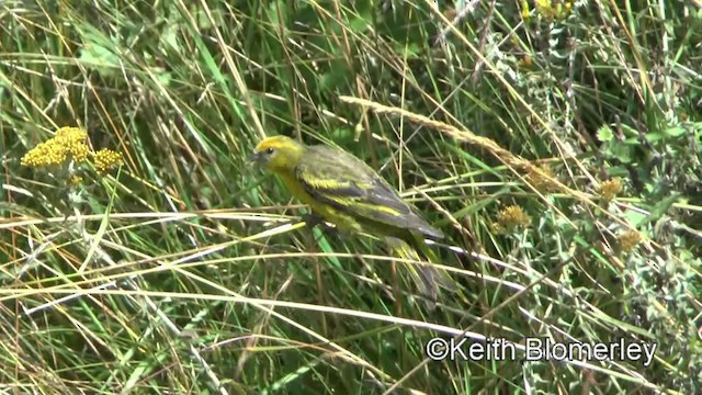 Yellow-crowned Canary - ML201008201