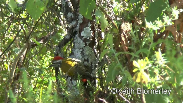 Abyssinian Woodpecker - ML201008231