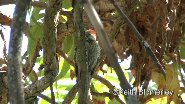 Abyssinian Woodpecker - ML201008241