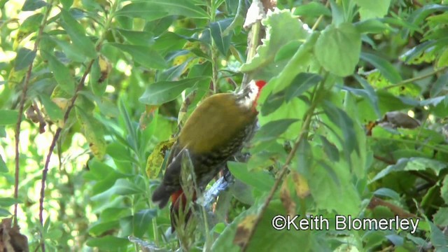 Abyssinian Woodpecker - ML201008251