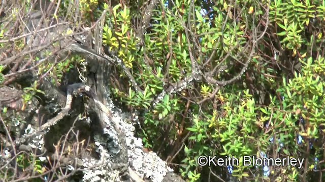 Кропив’янка бура (підвид griseiventris) - ML201008291