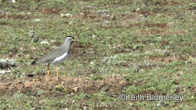 Spot-breasted Lapwing - ML201008321