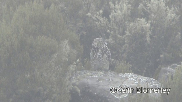 Cape Eagle-Owl (Northern) - ML201008411