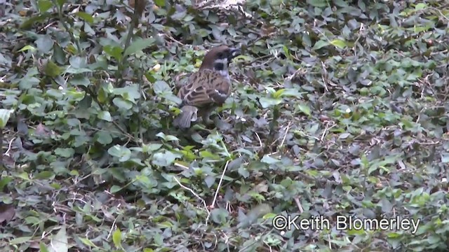 Eurasian Tree Sparrow - ML201008701