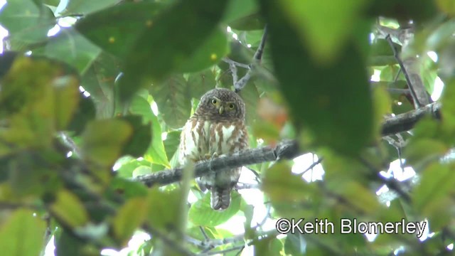 Collared Owlet - ML201009081