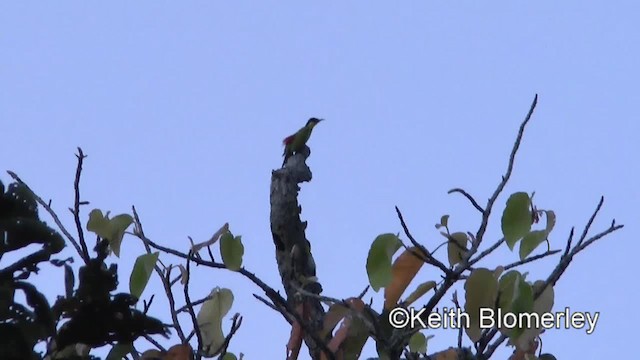 Black-headed Woodpecker - ML201009191