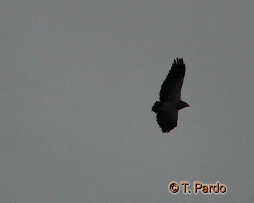 Black-chested Buzzard-Eagle - ML201009871
