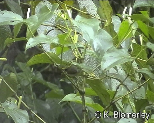  - Obscure Berrypecker