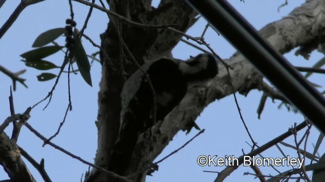 Gray-capped Pygmy Woodpecker - ML201010991