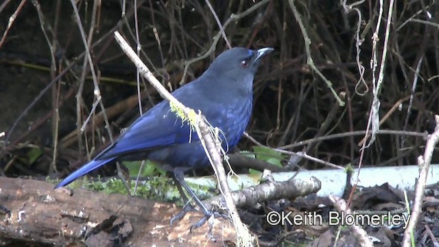 Тайваньская синяя птица - ML201011111
