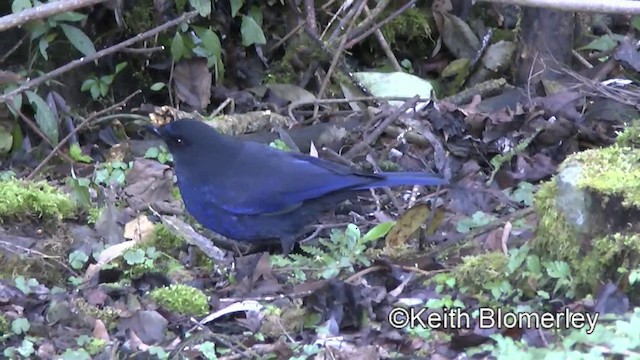 Тайваньская синяя птица - ML201011121