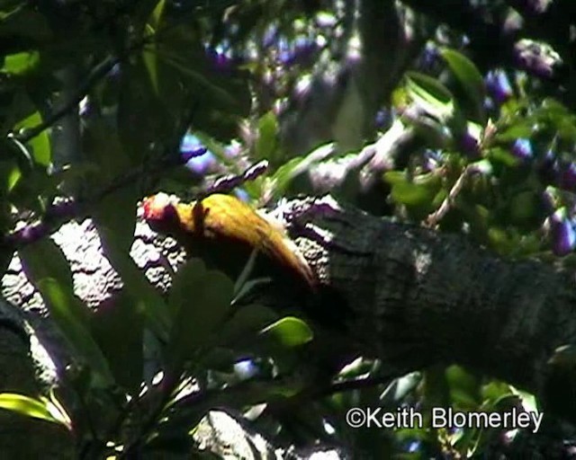 Olive Woodpecker (Southern) - ML201011491