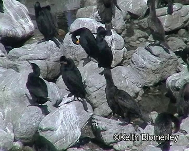 Cape Cormorant - ML201011501