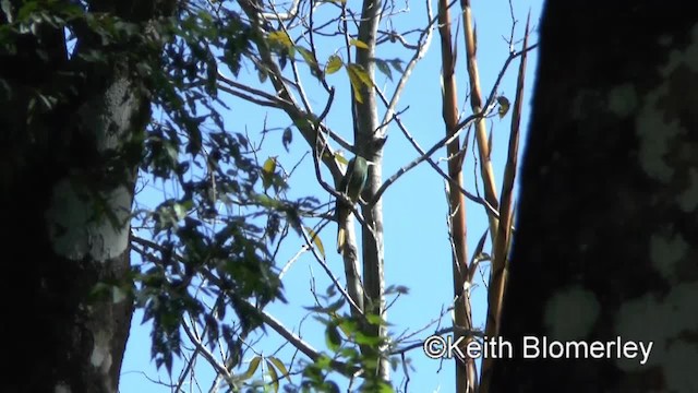 Blue-bearded Bee-eater - ML201011541