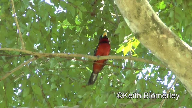 Black-and-red Broadbill (Black-and-red) - ML201011621