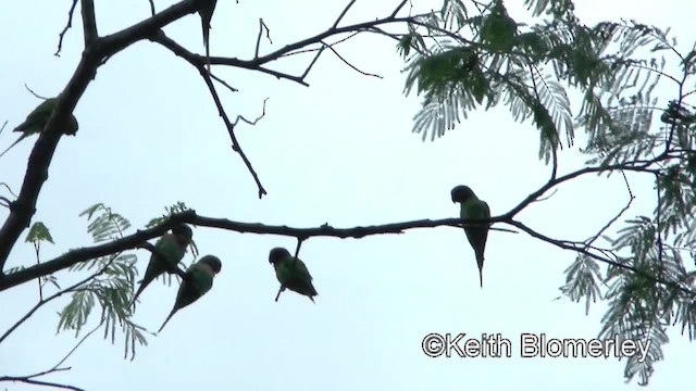 Gül Göğüslü Yeşil Papağan - ML201011931
