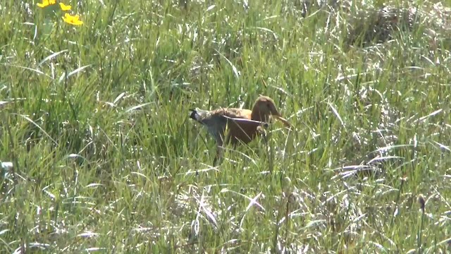 Black-tailed Godwit (islandica) - ML201012061