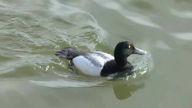  - Greater Scaup