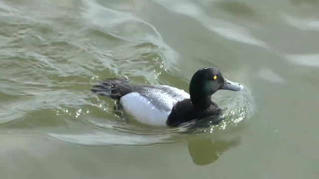Greater Scaup - ML201012201