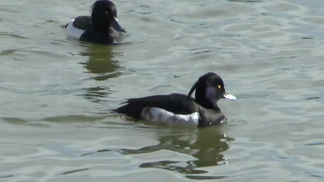 Tufted Duck - ML201012211