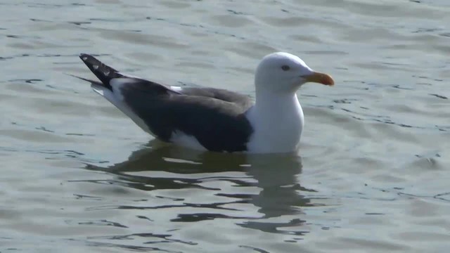 Lesser Black-backed Gull (graellsii) - ML201012221