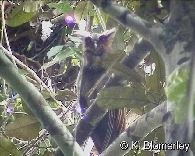 Crested Owl - ML201012361