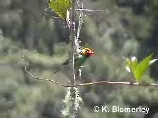 Saffron-crowned Tanager - ML201012441