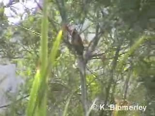 Black-necked Woodpecker - ML201012501