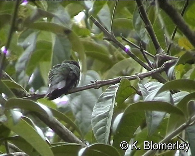 Green-and-white Hummingbird - ML201012571