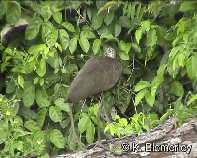 Limpkin (Brown-backed) - ML201012781