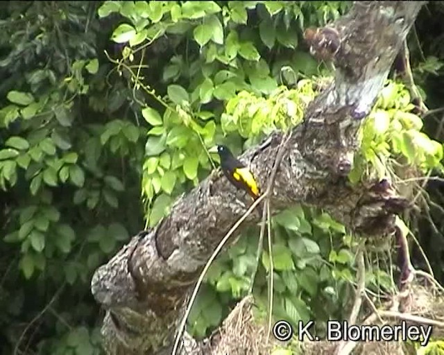 Yellow-rumped Cacique (Amazonian) - ML201012861