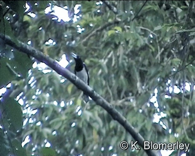 Hooded Butcherbird - ML201013001