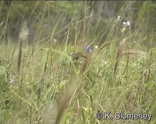  - White-spotted Munia