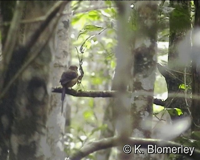 Brown-headed Paradise-Kingfisher - ML201013131
