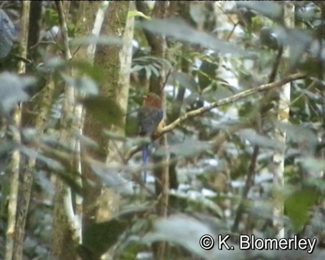 Brown-headed Paradise-Kingfisher - ML201013151