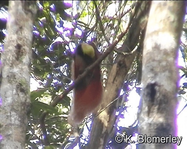 Каштановая райская птица - ML201013241