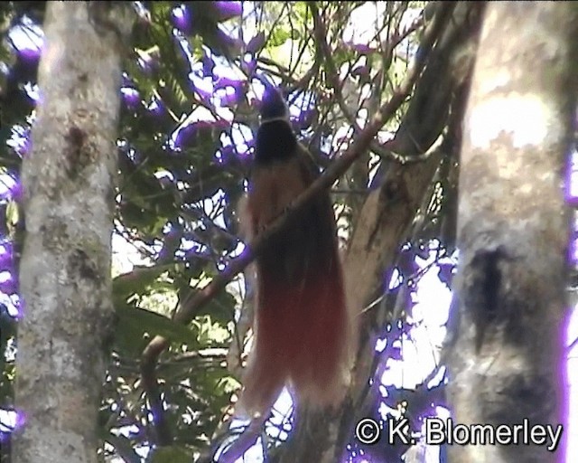 Каштановая райская птица - ML201013251