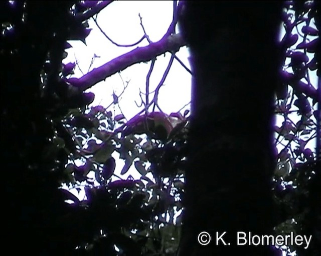 Каштановая райская птица - ML201013271