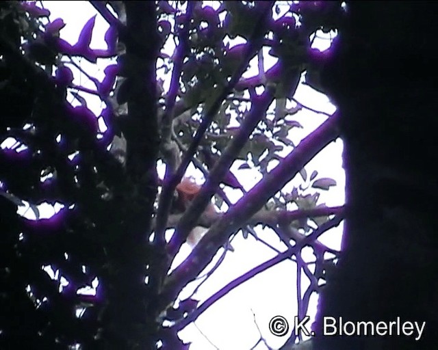 Каштановая райская птица - ML201013281