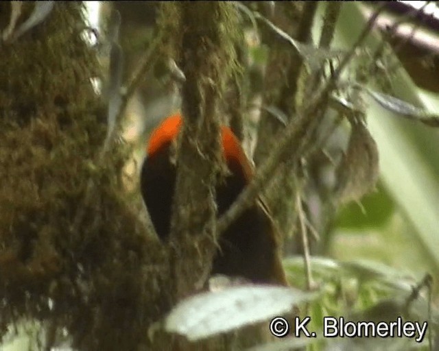 Crested Satinbird (Red) - ML201013341