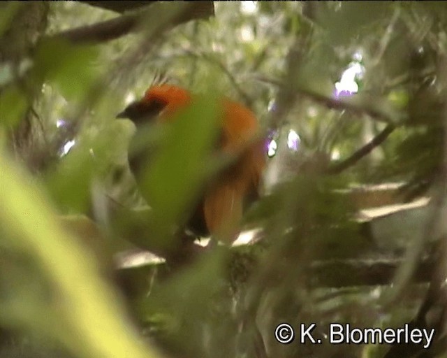 Crested Satinbird (Red) - ML201013371