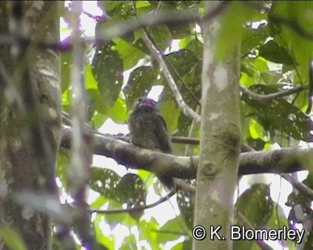 Barred Owlet-nightjar (Barred) - ML201013421