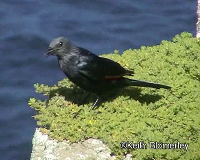 Red-winged Starling - ML201013551