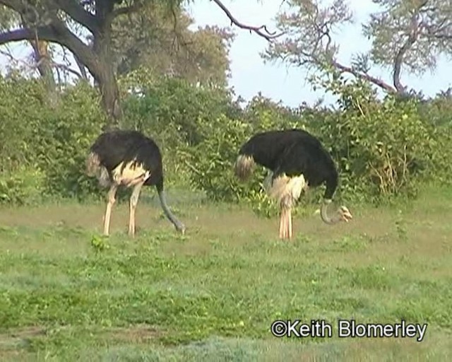 Африканский страус - ML201014011